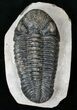 Prone Drotops Trilobite #14945-3